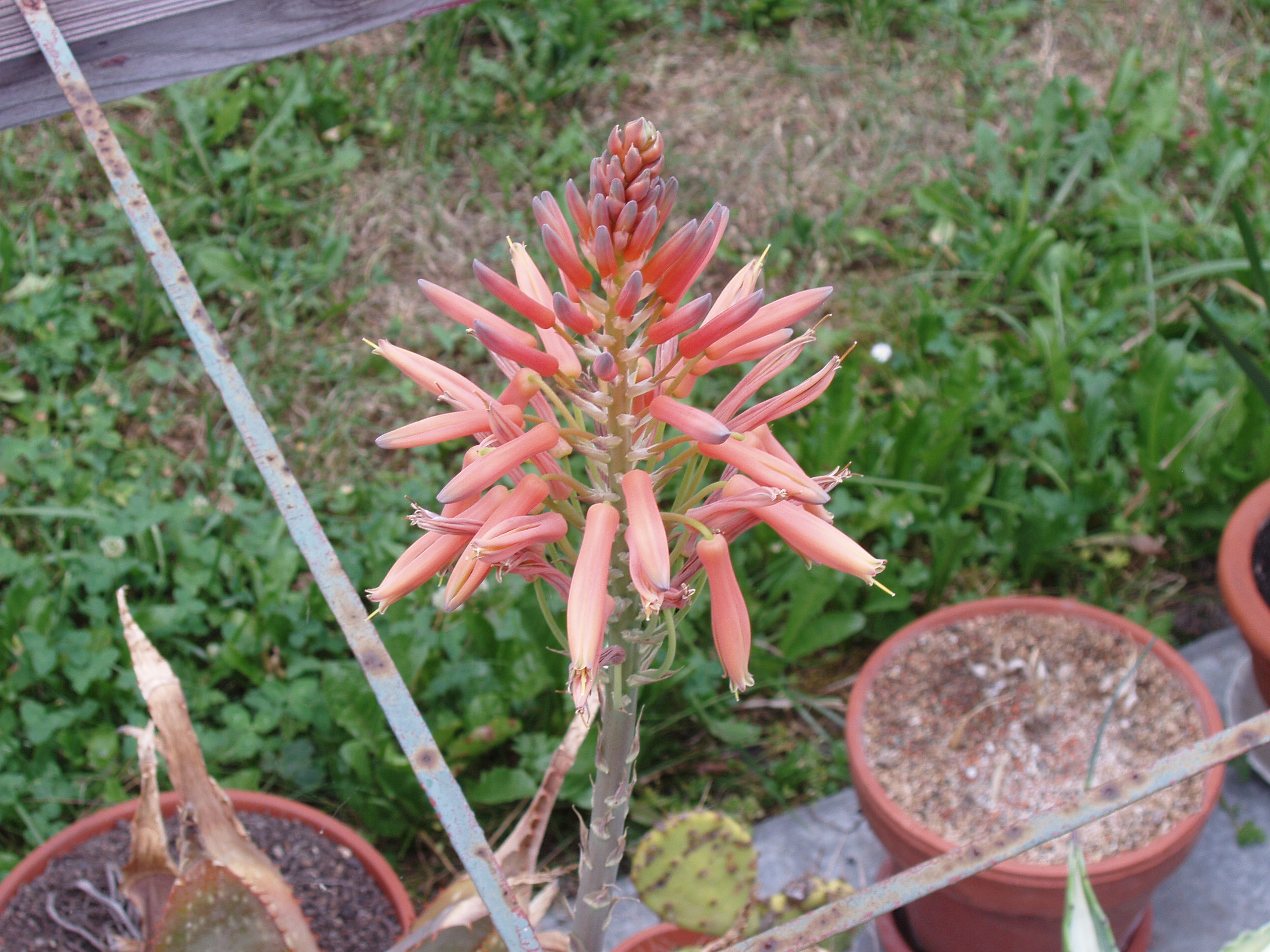 Kvetoucí aloe