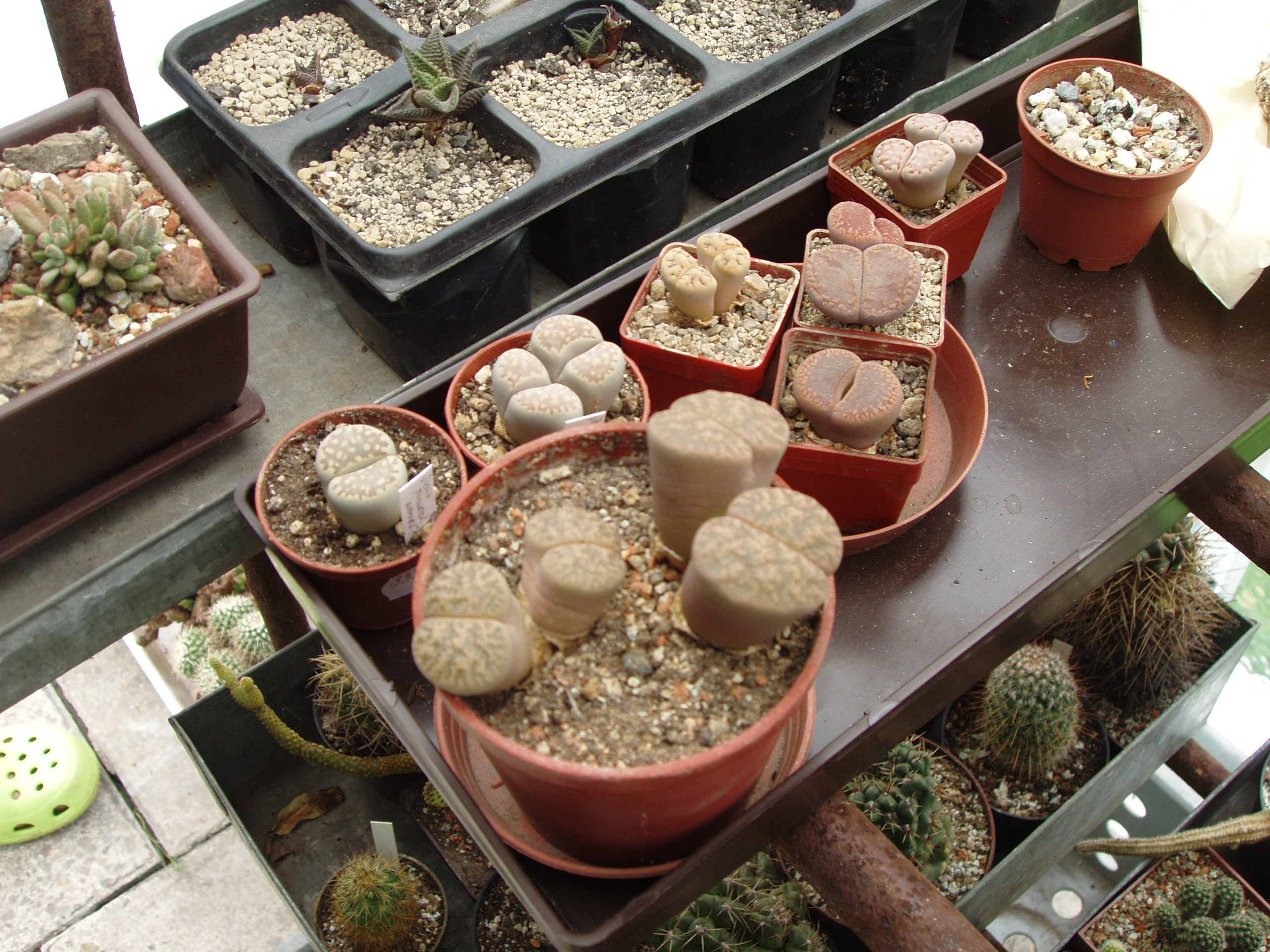 Trs rostlin rodu Lithops