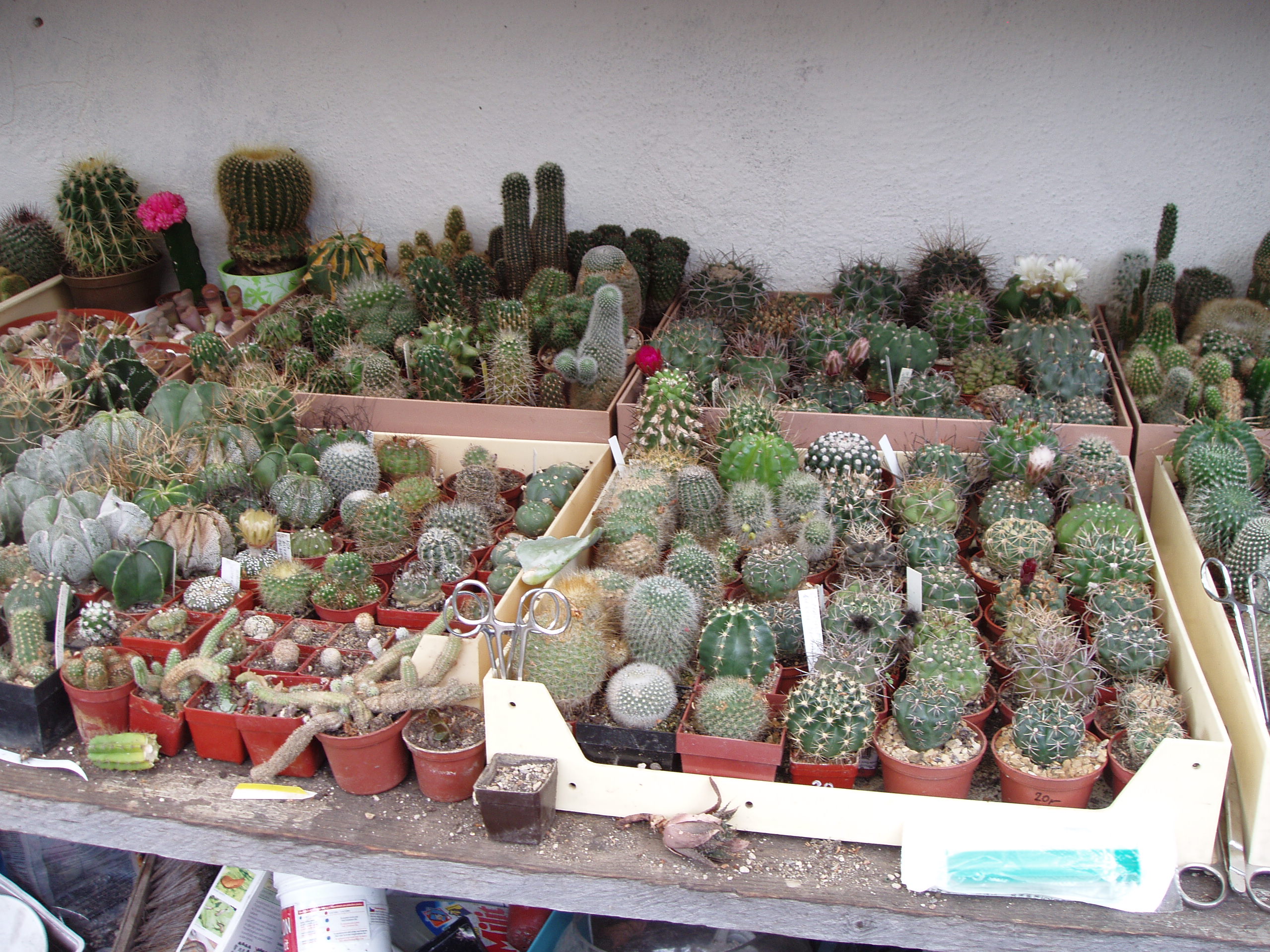 Volná kultura svědčí i kaktusům