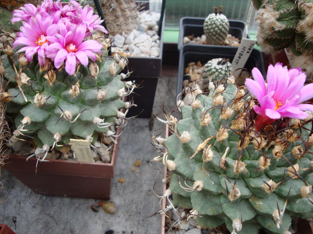 Turbinicarpus alonsoi.2