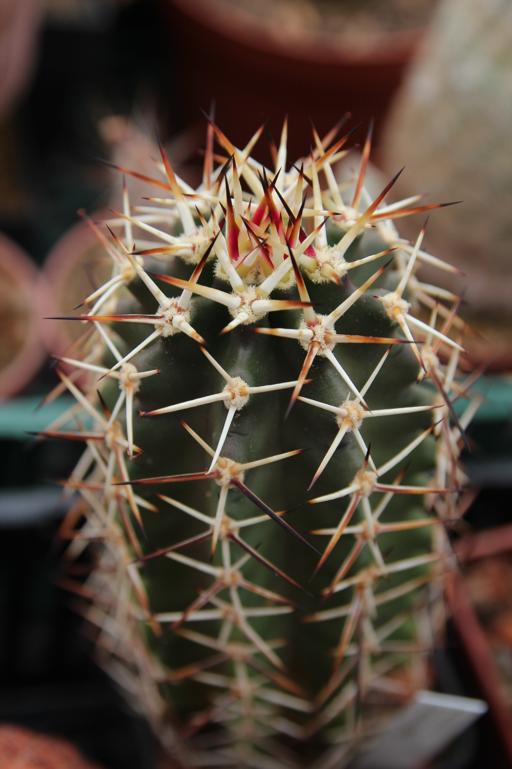 Jiří Vinař, echinocereus