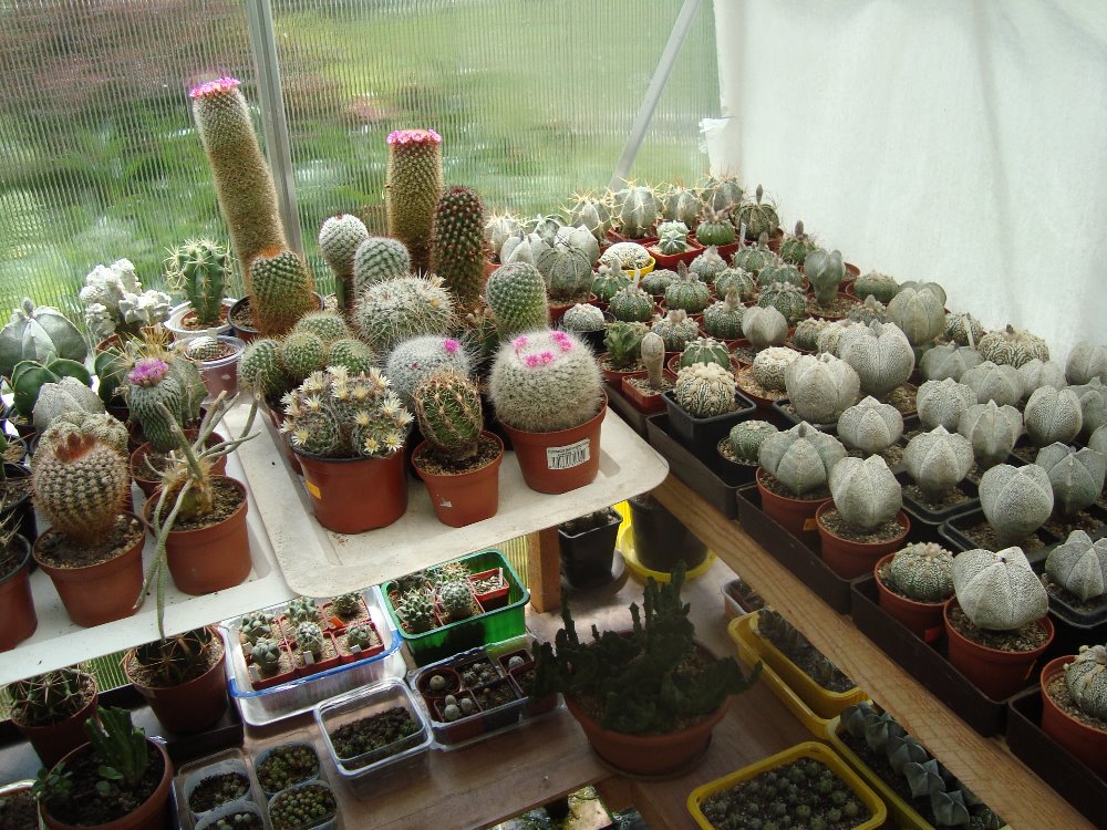 Kaktusy 2015 005
