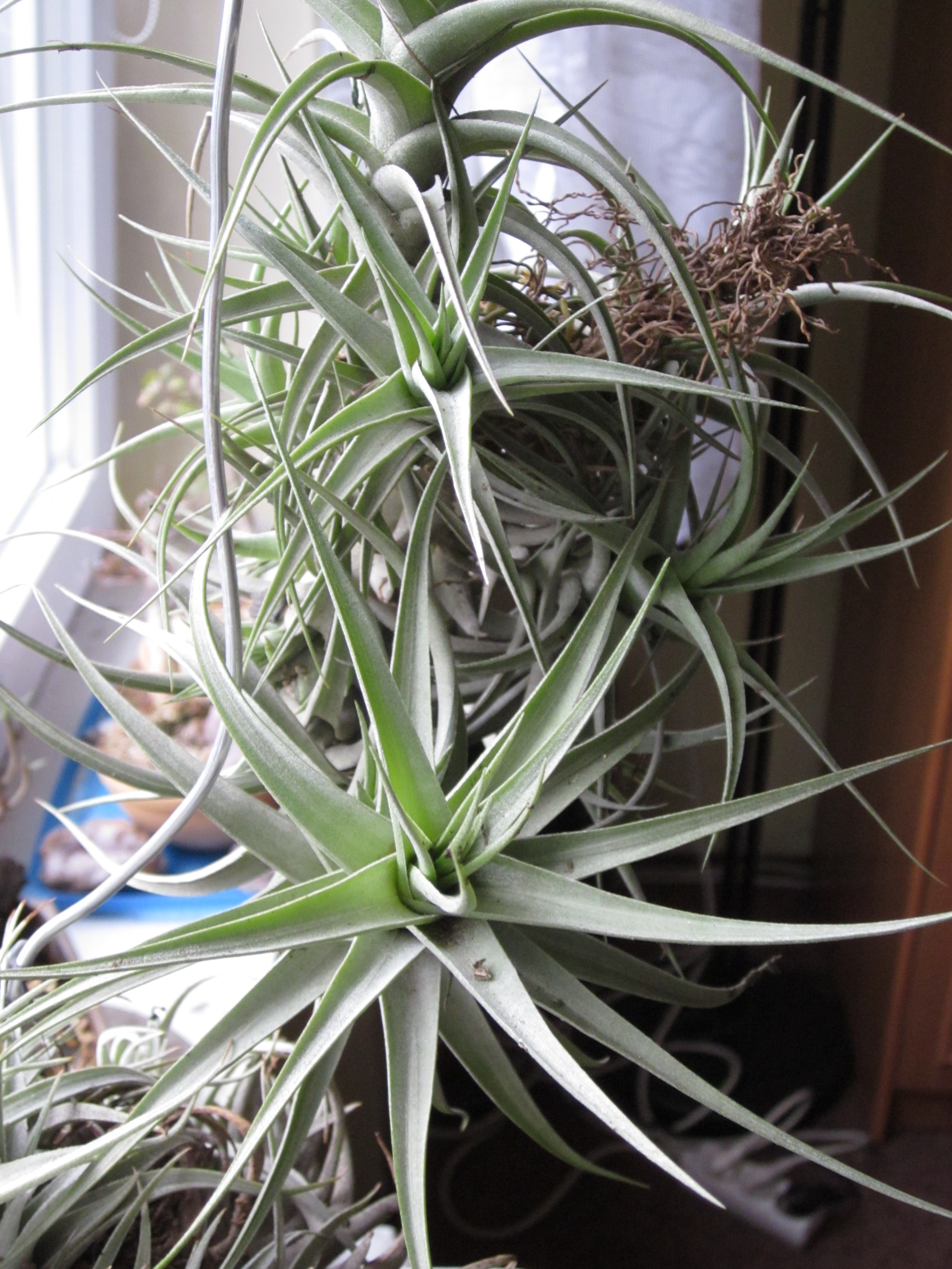 Tillandsia sp. Beno Brandl