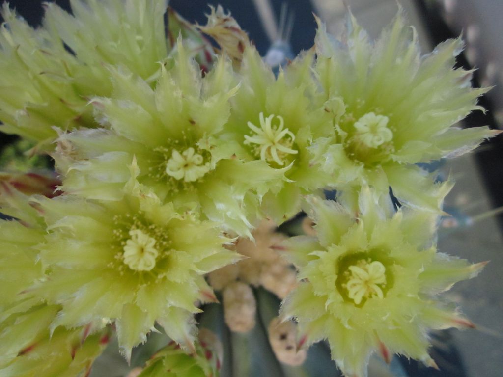 Ferocactus glaucescens zkušební 10052015