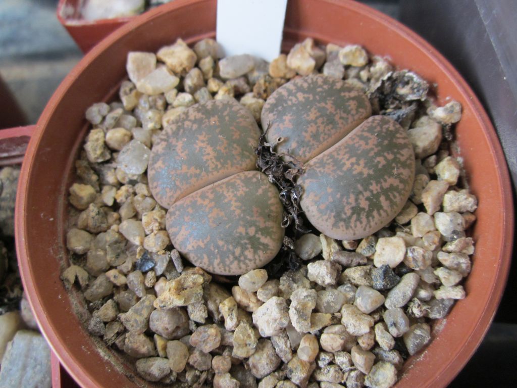 Lithops 72015 Vašík