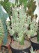 Tephrocactus papyracathus