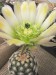 Kvetoucí echinocereus.jpg