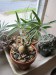 Pachypodium succulentum Beno Brandl