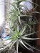 Tillandsia sp. Beno Brandl